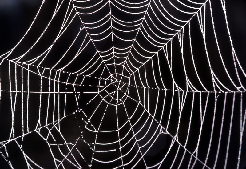 File:Spiderweb background.jpg