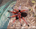 Thumbnail for version as of 17:35, 24 October 2013